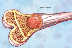 Bone marrow